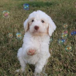 Goldendoodle, Labradoodle, and Poodle Puppies from CNR Farms