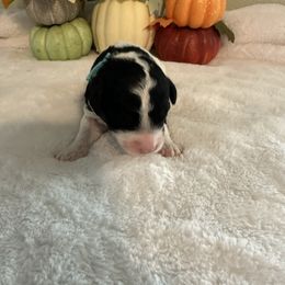 Ferrari - Black and white female Bernedoodle puppy in Luana, Iowa from Country View Bernedoodles and Goldendoodles