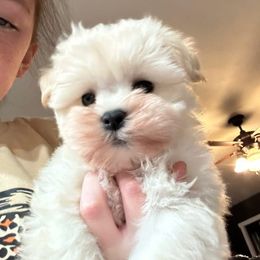 Moxon - White male Miniature Schnauzer puppy in Lockney, West Virginia from S&T Kennels