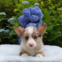 American Corgi and Pembroke Welsh Corgi Puppies from Whimsical Treasure Corgis