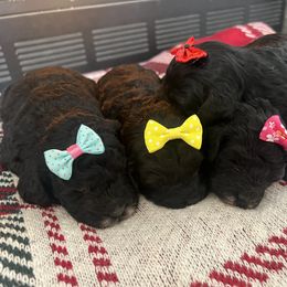 Cavapoo, Cockapoo, Goldendoodle, and Maltipoo Puppies from Perdue Puppies