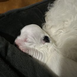 Boy 1 - Coton de Tulear puppy from Uptown Cotons