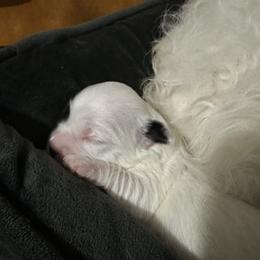 Boy 1 - Coton de Tulear puppy from Uptown Cotons