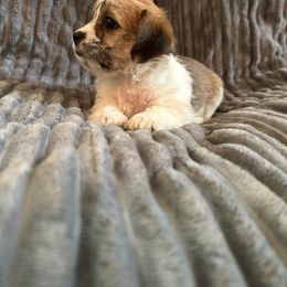 Pink collar - Liver and white female Shorkie puppy in Staten Island, New York from Sensational Shorkies