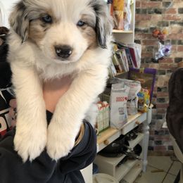 Miniature Australian Shepherd Puppies from Boulder Mini Aussies