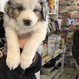 Miniature Australian Shepherd Puppies from Boulder Mini Aussies