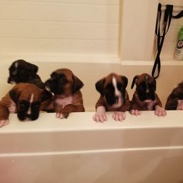 Boxer Puppies from Serenity Boxers