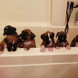Boxer Puppies from Serenity Boxers