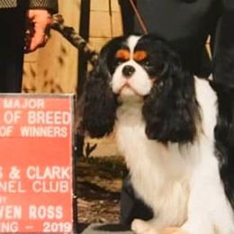 Clooney - Cavalier King Charles Spaniel