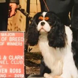 Clooney - Cavalier King Charles Spaniel