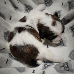 Dot - Sable and white female Shih Tzu puppy in Wolcottville, Indiana from Ducky's Doodles