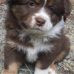 Miniature Australian Shepherds from Ferncreek Aussies