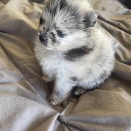 Comet - Blue merle female Pomeranian puppy in Avon Park, Florida from Mariska's Pomeranians