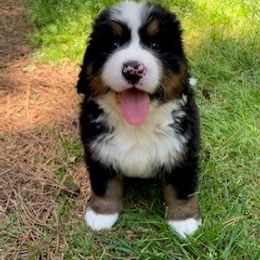 Bernese Mountain Dog Puppies from Blue Ridge Mountains - Bernese Mountain Dog Pups