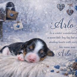 Arlo - Piebald male Dachshund puppy in Washburn, Tennessee from Clinch Mountain Dachshunds