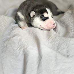 Aegon - Black and white Siberian Husky puppy in London, Kentucky from Williams Siberians