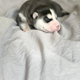 Aegon - Black and white Siberian Husky puppy in London, Kentucky from Williams Siberians