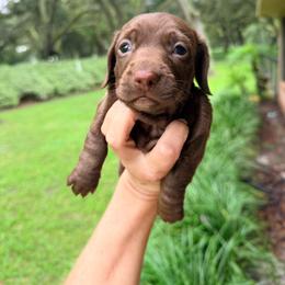 Mocha - Chocolate male Dachshund puppy in Pierson, Florida from Paige’s Mini Dachshunds