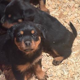 Female pup 2 - Black and tan female Rottweiler puppy in Menifee, California from Von Der Hing Rottweilers
