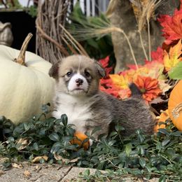 Pembroke Welsh Corgi Puppies from A&A’s Adorable Corgis