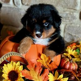 Miniature Australian Shepherd and Toy Australian Shepherd Puppies from Popparosa Toy & Mini Aussies
