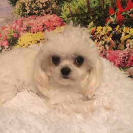 Jellybean - Maltese