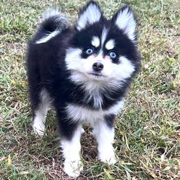 Tennessee Girl 2 - Black and white female Pomsky puppy in Monroe, Georgia from Beastly Beauties Huskies & Pomskies