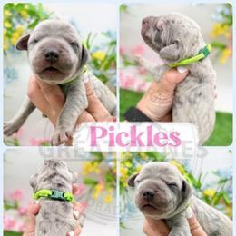 Pickles - Merle female Great Dane puppy in Sac City, Iowa from Northern Great Danes of Colorado & Iowa