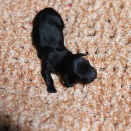 Ivory - Black female Dachshund puppy in Eaton, Ohio from Miniature Alphas Dachshunds