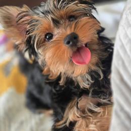 Yorkshire Terrier Puppies from Pixieland Yorkshire Terriers