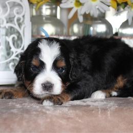 Muffin - Tri-color male Bernedoodle puppy in Eagle Mountain, Utah from Fur Real Puppies.