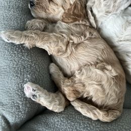 Boy 4 - Poodle puppy in Wildomar, California from Pounds Puppies Poodles