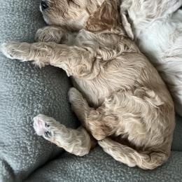 Boy 4 - Poodle puppy in Wildomar, California from Pounds Puppies Poodles