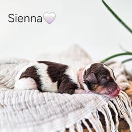 Sienna - Parti female Poodle puppy in Gaylord, Michigan from Dog Mom Co. Poodles