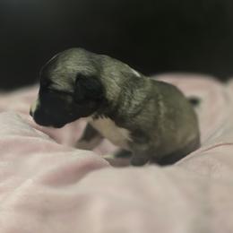 Anatolian Shepherd Dog Puppies from Florida Anatolian Shepherds