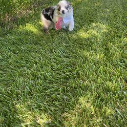 Aussiedoodle, Bulldog, Miniature Australian Shepherd, Poodle, and Toy Australian Shepherd Puppies from Mowry Creek Mini Aussiedoodles and More