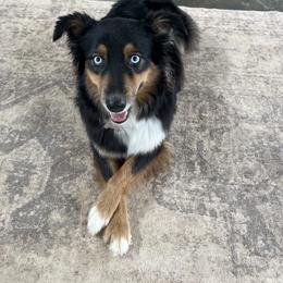 Willow Jane - Australian Shepherd