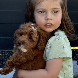 Goldendoodle Puppies from Karmadoodlee