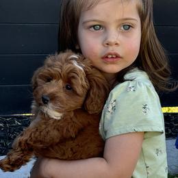 Goldendoodle Puppies from Karmadoodlee