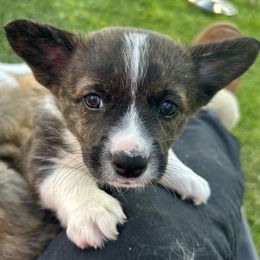 American Corgi Puppies from Patriot American Corgi