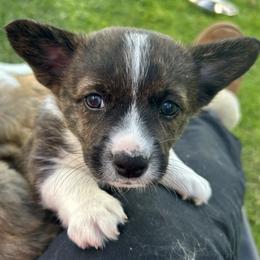 American Corgi Puppies from Patriot American Corgi