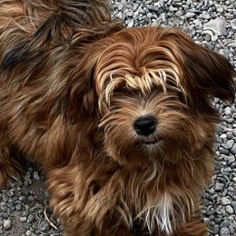 Havanese from Alderon Farm