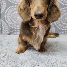 Joey - Dachshund