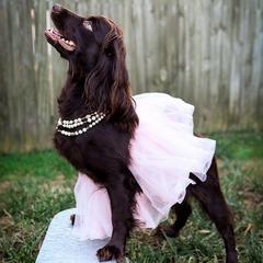 Boykin Spaniel All Grown Up from Tabby’s Sweet Boykins