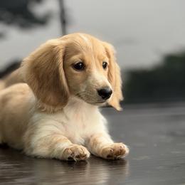 3,000 Cream Piebald Boy AKC Ready To Go - Cream male Dachshund puppy in Pauls Valley, Oklahoma from Simply Happy Dachshunds