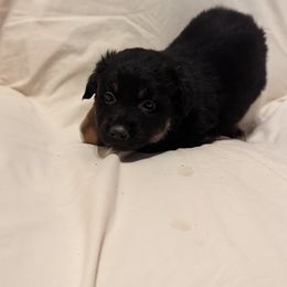 Girl 2 - Black tri Miniature Australian Shepherd puppy in Sanger, California from A&M Australian Shepherds
