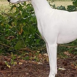 Italian Greyhounds and Whippets from Meraki's Whippets & Italian Greyhounds