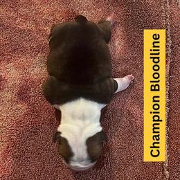Thunder Gunder - Chocolate tri-color male Bulldog puppy in Tremonton, Utah from Snuggle Pups