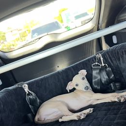 Sally - Italian Greyhound