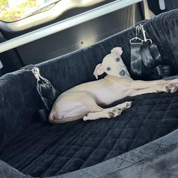 Sally - Italian Greyhound